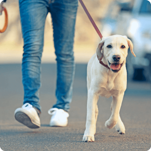 Benefits of daily dog walks